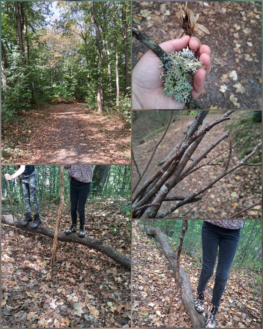 Wald